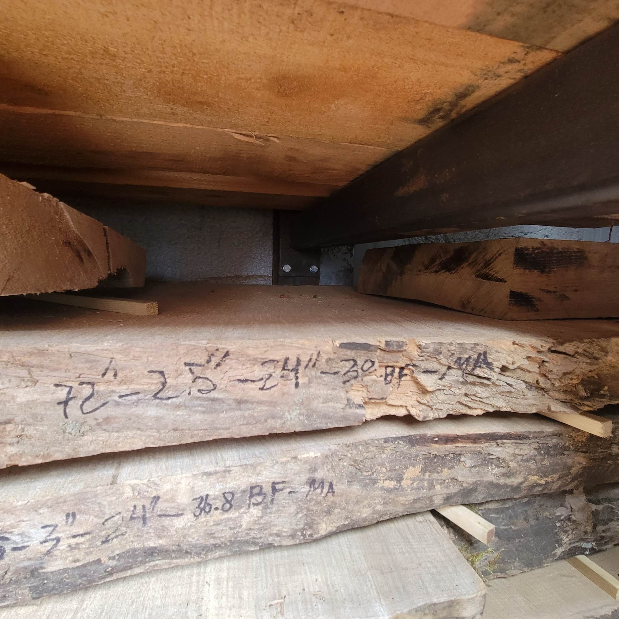 Big Leaf Maple